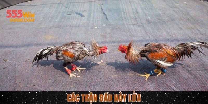 Hai hình thức đấu chính tại trực tiếp đá gà Campuchia