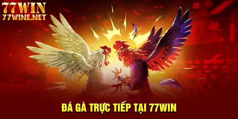 Đá gà trực tiếp tại 77win