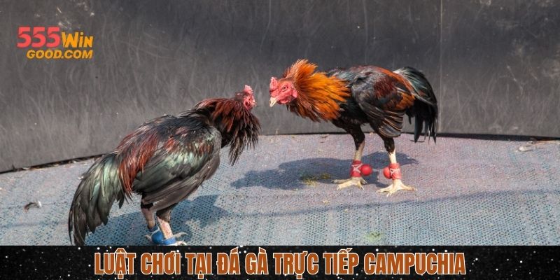 Luật của các trận đấu gà Campuchia
