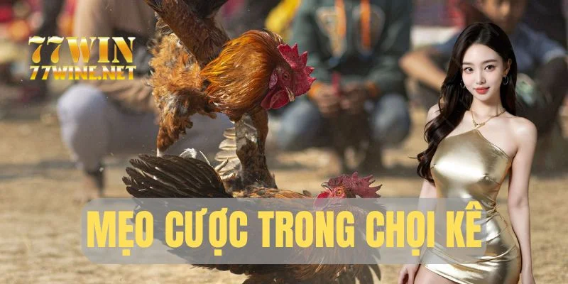 Mẹo cược trong chọi kê