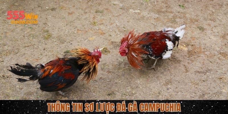 Những thông tin chung về đá gà Campuchia