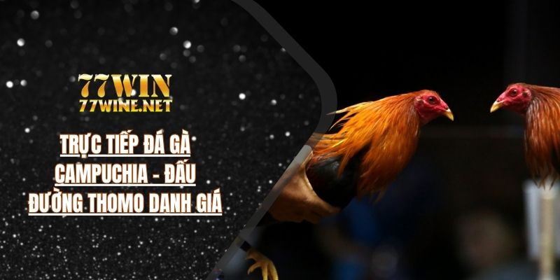 Trực Tiếp Đá Gà Campuchia - Đấu Đường Thomo Danh Giá